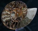 Split Ammonite Half - Agatized Chambers #7575-1
